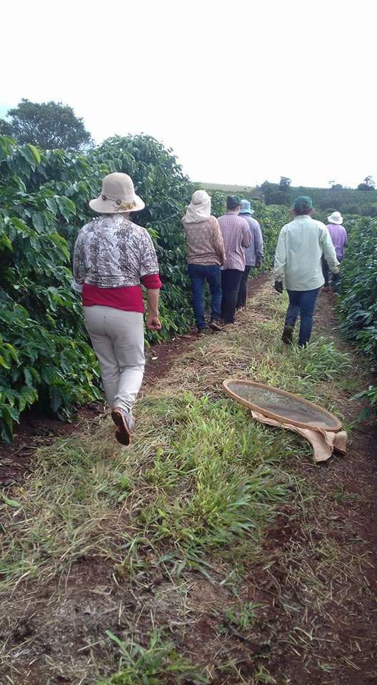 Cafeicultoras de Carlópolis e Tomazina, no Norte Pioneiro do Paraná, estão exportando o café especial que produzem na região. A venda das 460 primeiras sacas do produto ao Japão e à Austrália, nos últimos dois anos, representou aumento na renda das famílias e também mais um passo do projeto Mulheres do Café, implantado pelo Instituto Paranaense de Assistência Técnica e Extensão Rural (Emater) na região. Foto: Divulgação