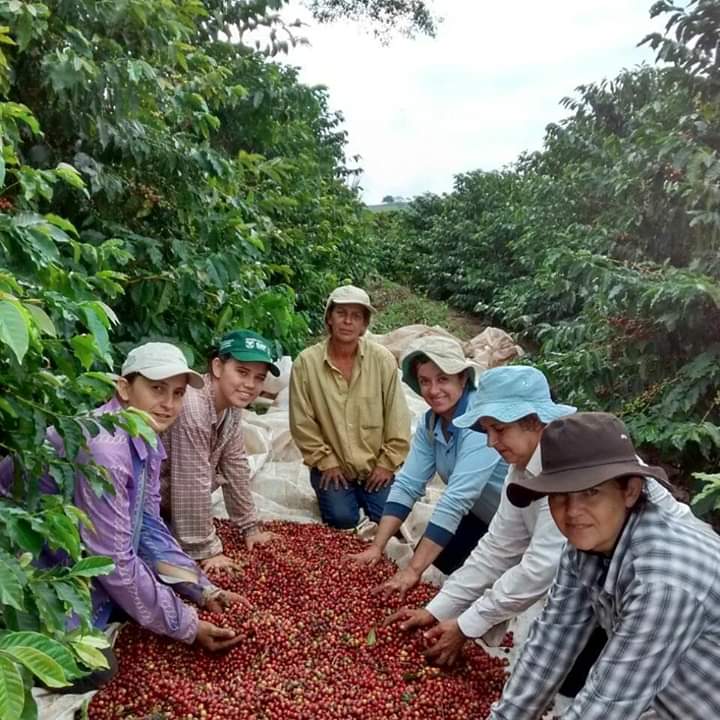 Cafeicultoras de Carlópolis e Tomazina, no Norte Pioneiro do Paraná, estão exportando o café especial que produzem na região. A venda das 460 primeiras sacas do produto ao Japão e à Austrália, nos últimos dois anos, representou aumento na renda das famílias e também mais um passo do projeto Mulheres do Café, implantado pelo Instituto Paranaense de Assistência Técnica e Extensão Rural (Emater) na região. Foto: Divulgação