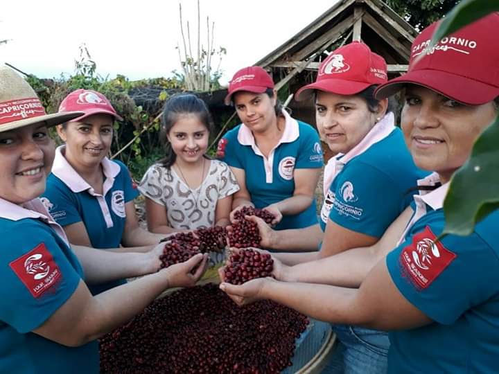Cafeicultoras de Carlópolis e Tomazina, no Norte Pioneiro do Paraná, estão exportando o café especial que produzem na região. A venda das 460 primeiras sacas do produto ao Japão e à Austrália, nos últimos dois anos, representou aumento na renda das famílias e também mais um passo do projeto Mulheres do Café, implantado pelo Instituto Paranaense de Assistência Técnica e Extensão Rural (Emater) na região. Foto: Divulgação
