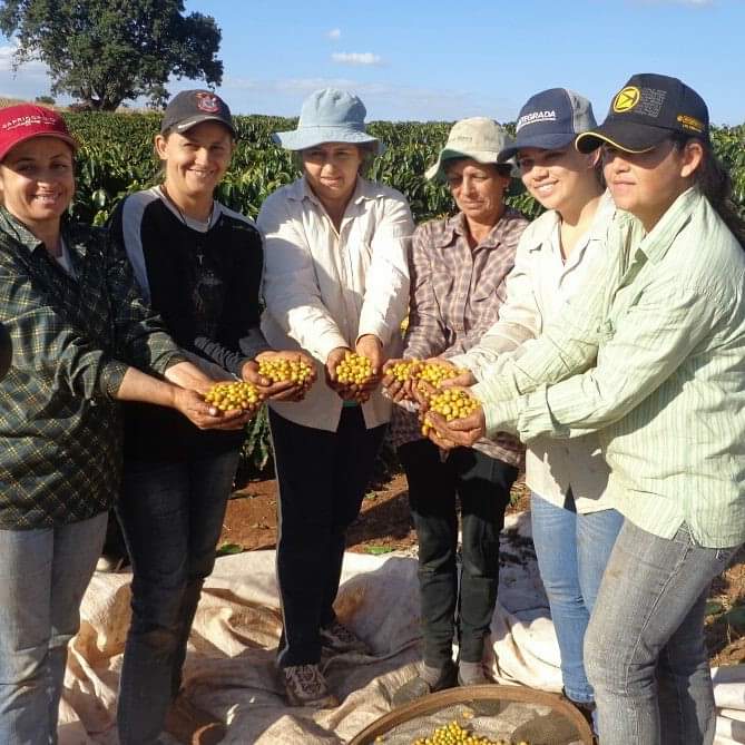 Cafeicultoras de Carlópolis e Tomazina, no Norte Pioneiro do Paraná, estão exportando o café especial que produzem na região. A venda das 460 primeiras sacas do produto ao Japão e à Austrália, nos últimos dois anos, representou aumento na renda das famílias e também mais um passo do projeto Mulheres do Café, implantado pelo Instituto Paranaense de Assistência Técnica e Extensão Rural (Emater) na região. Foto: Divulgação