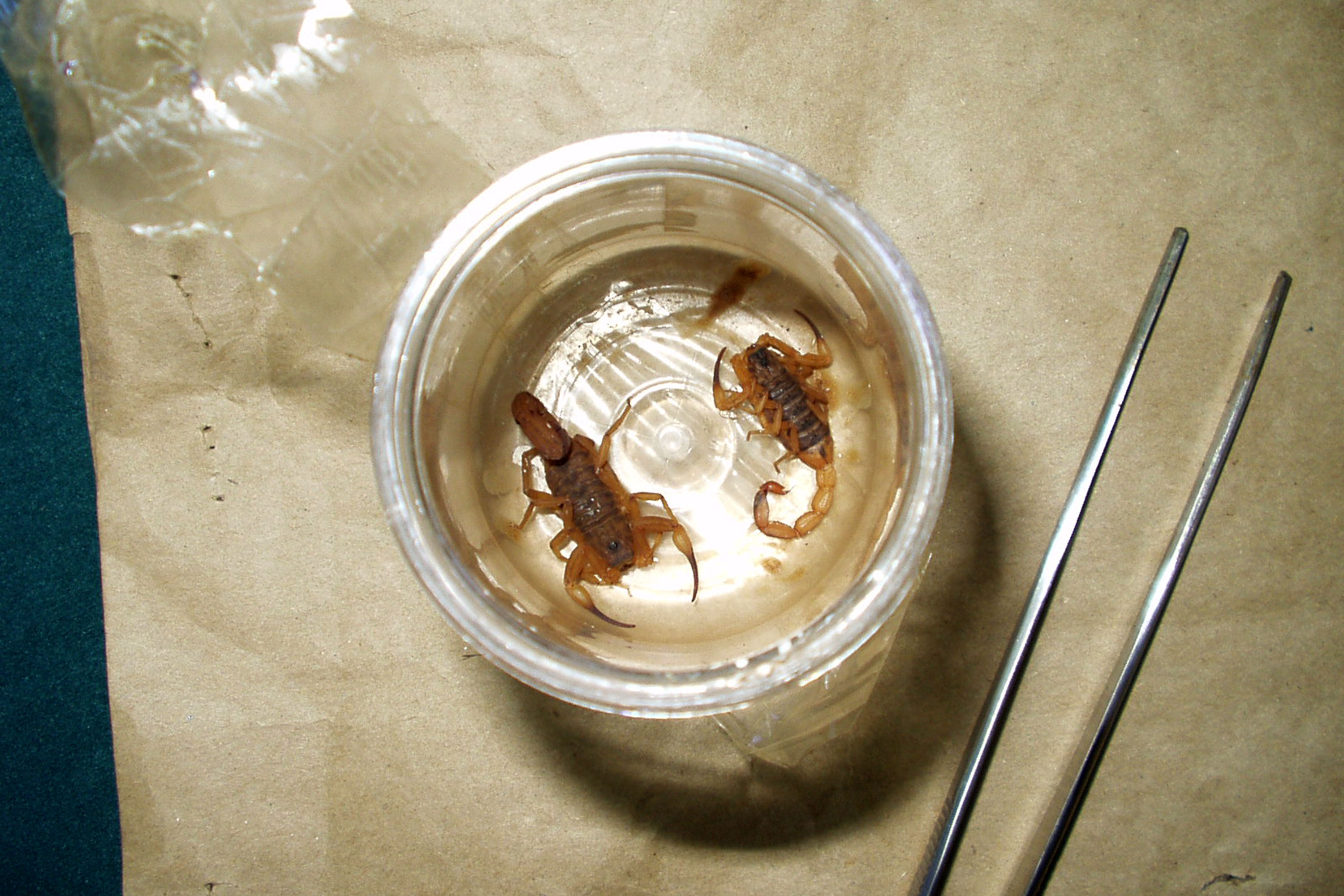 A melhor forma de afastar a possibilidade de acidentes com escorpiões é evitar que se proliferem nas residências e áreas urbanas. A Secretaria de Estado da Saúde orienta a população sobre os cuidados que devem ser tomados para coibir que a população desses animais cresça. -  Curitiba, 11/03/2019  -  Foto: Emanuel Marques da Silva/ Divisão de Zoonoses e Intoxicações da SESA