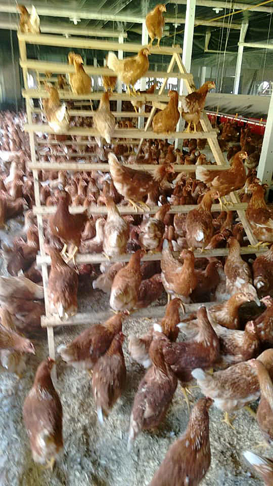 Um projeto pioneiro de avicultura, com bem-estar animal, começou a funcionar neste ano em Cascavel, no Oeste do Paraná