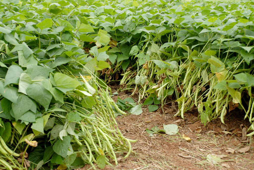 O Paraná é o maior produtor nacional de feijão-preto e um dos principais no cultivo de outras variedades do grão, que tem presença obrigatória no prato dos brasileiros