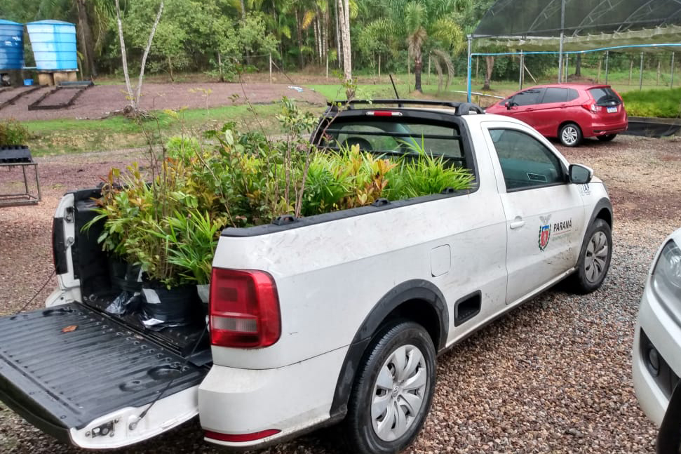 O Governo do Estado montou uma logística especial para o envio de mudas de árvores às escolas estaduais e Apaes de todo o Paraná. Mais de 3 mil pessoas estão atuando na tarefa de entregar e receber as mudas de espécies nativas, que serão plantadas dentro do programa de arborização Paraná Mais Verde. Foto: Divulgação/SEDEST