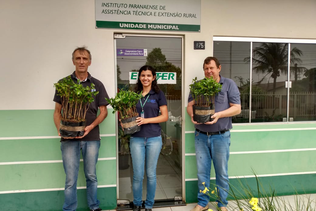 O Governo do Estado montou uma logística especial para o envio de mudas de árvores às escolas estaduais e Apaes de todo o Paraná. Mais de 3 mil pessoas estão atuando na tarefa de entregar e receber as mudas de espécies nativas, que serão plantadas dentro do programa de arborização Paraná Mais Verde. Foto: Divulgação/SEDEST