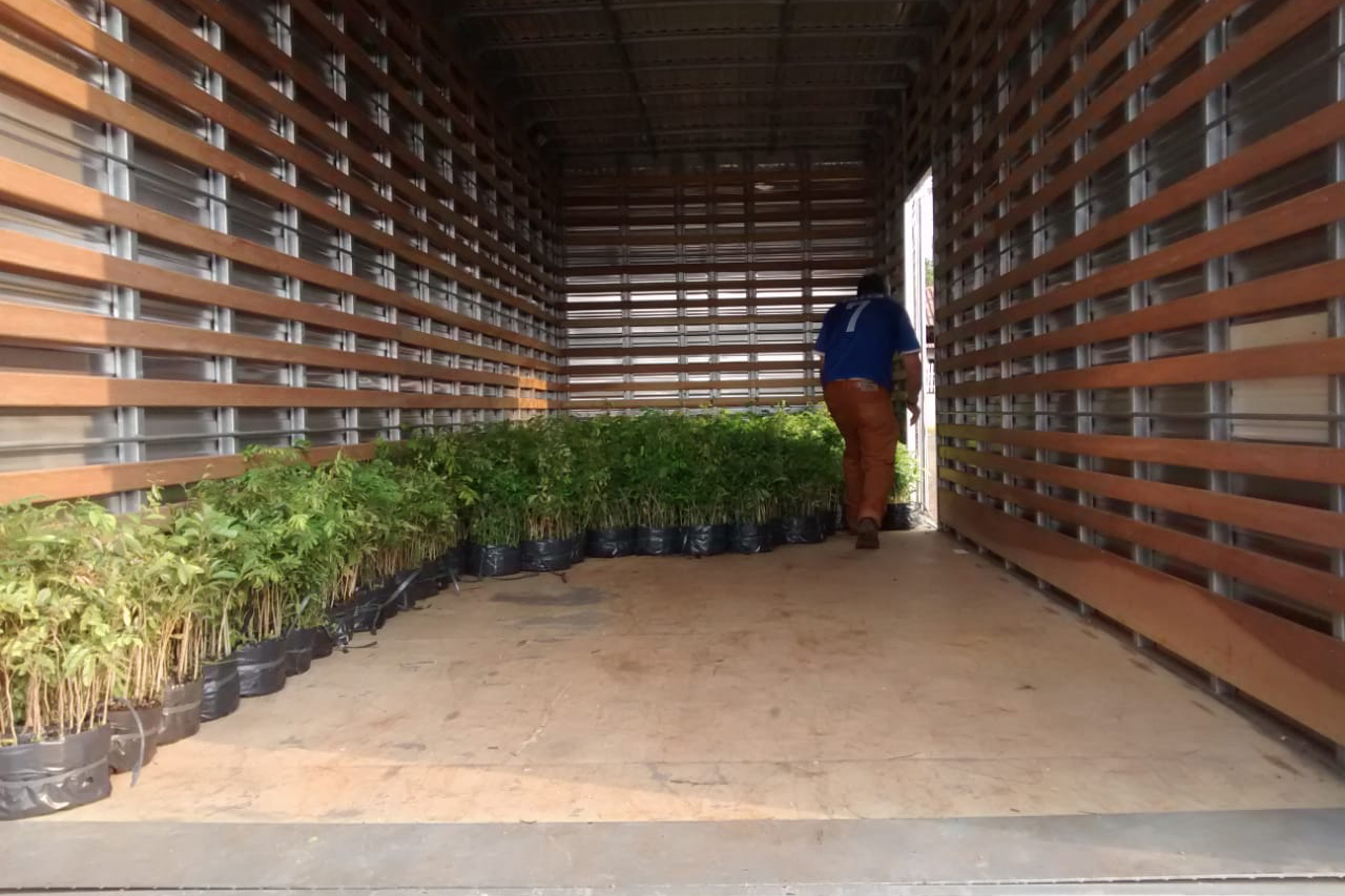 O Governo do Estado montou uma logística especial para o envio de mudas de árvores às escolas estaduais e Apaes de todo o Paraná. Mais de 3 mil pessoas estão atuando na tarefa de entregar e receber as mudas de espécies nativas, que serão plantadas dentro do programa de arborização Paraná Mais Verde. Foto: Divulgação/SEDEST