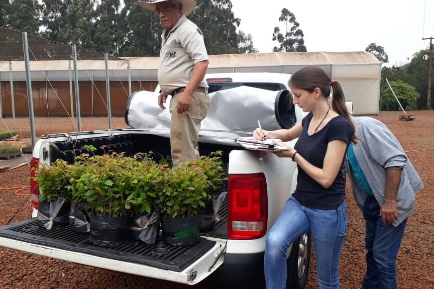 O Governo do Estado montou uma logística especial para o envio de mudas de árvores às escolas estaduais e Apaes de todo o Paraná. Mais de 3 mil pessoas estão atuando na tarefa de entregar e receber as mudas de espécies nativas, que serão plantadas dentro do programa de arborização Paraná Mais Verde. Foto: Divulgação/SEDEST