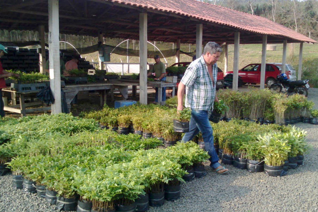 O Governo do Estado montou uma logística especial para o envio de mudas de árvores às escolas estaduais e Apaes de todo o Paraná. Mais de 3 mil pessoas estão atuando na tarefa de entregar e receber as mudas de espécies nativas, que serão plantadas dentro do programa de arborização Paraná Mais Verde. Foto: Divulgação/SEDEST