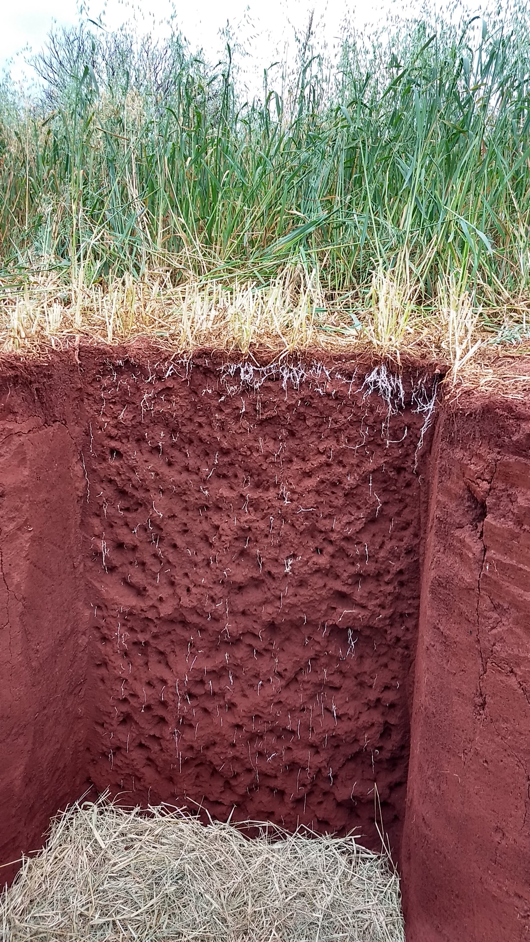 Emater incentiva técnica contra erosão e colhe bons resultados. Foto: Divulgação/Emater