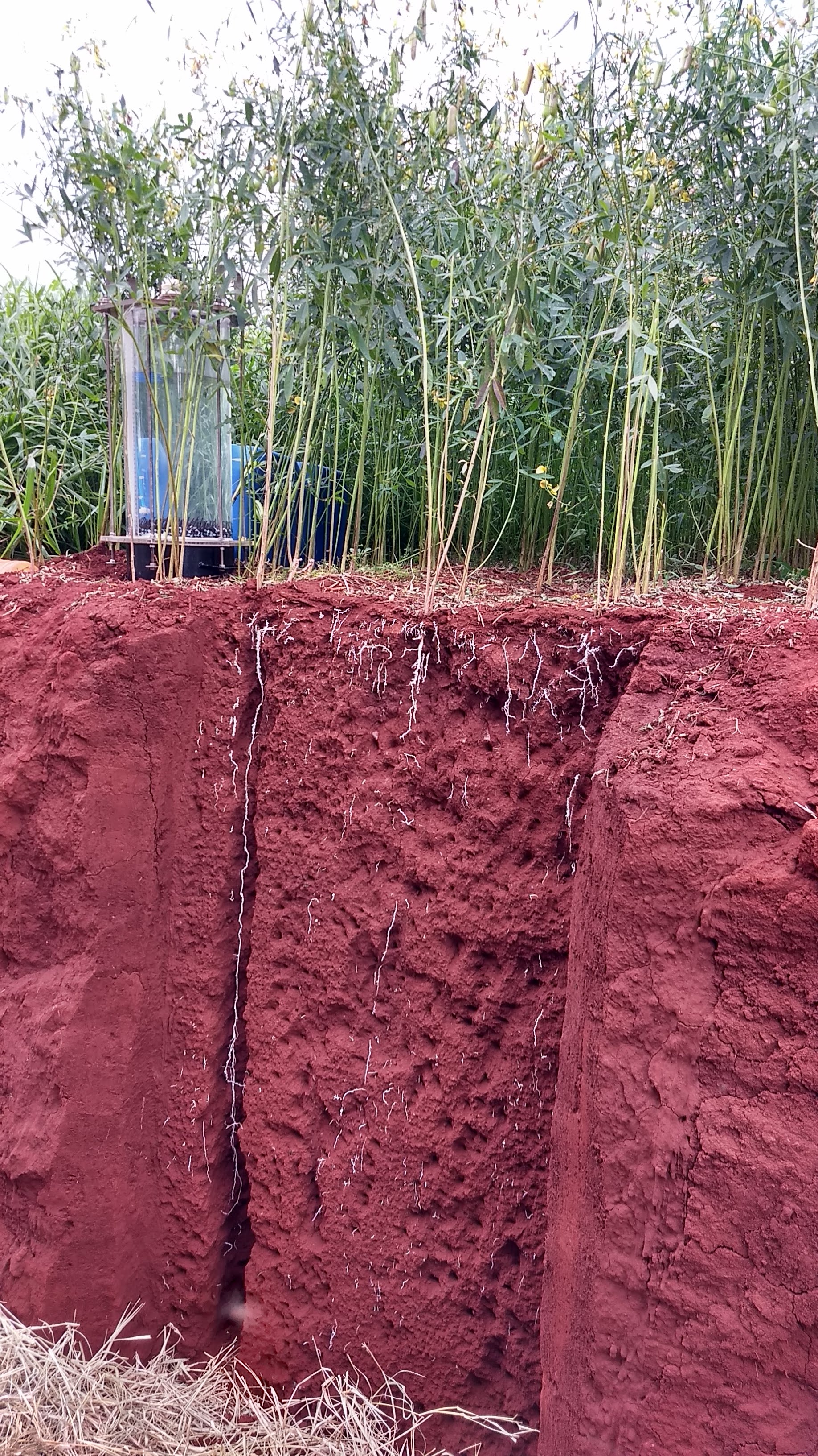 Emater incentiva técnica contra erosão e colhe bons resultados. Foto: Divulgação/Emater