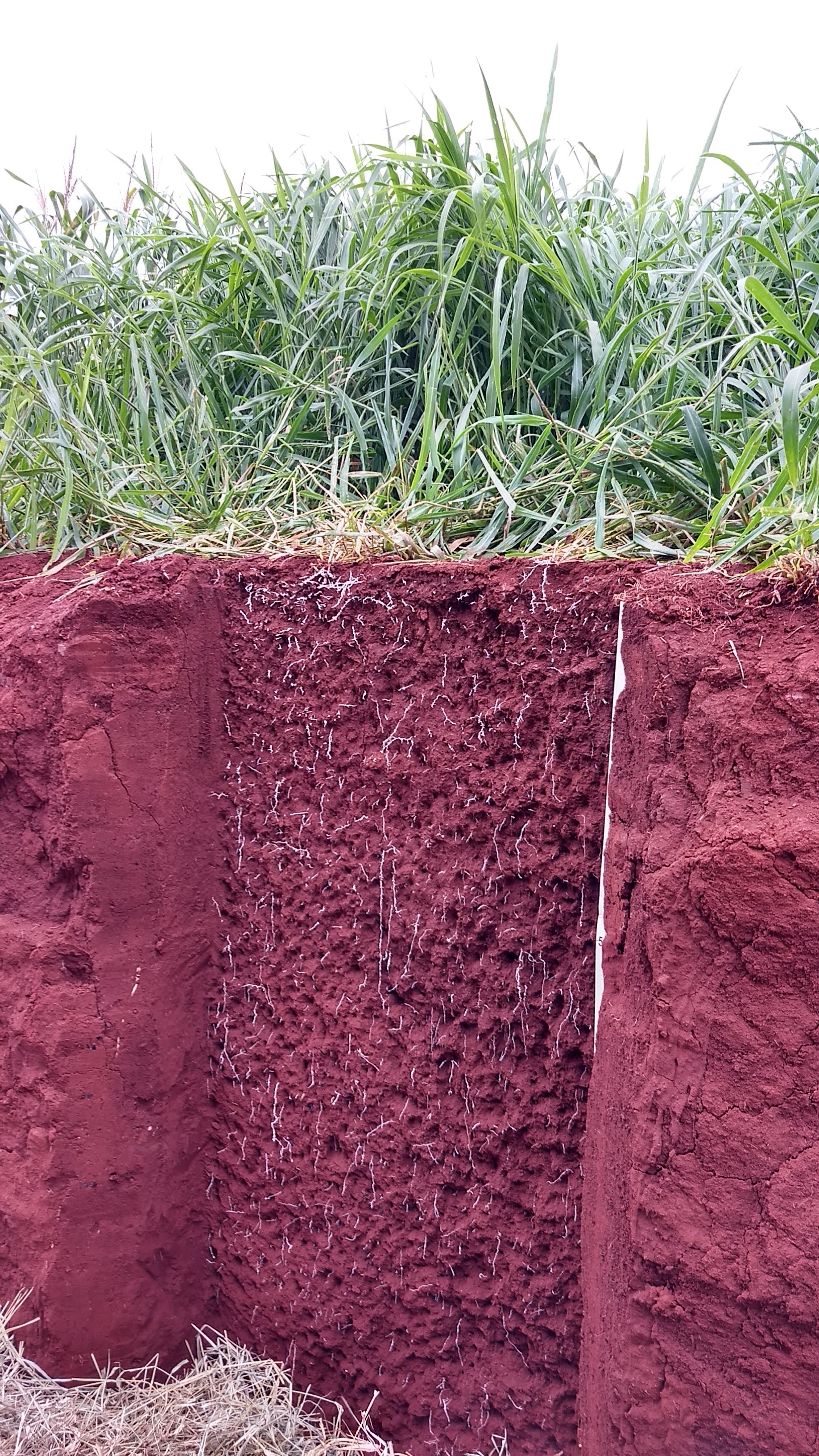 Emater incentiva técnica contra erosão e colhe bons resultados. Foto: Divulgação/Emater