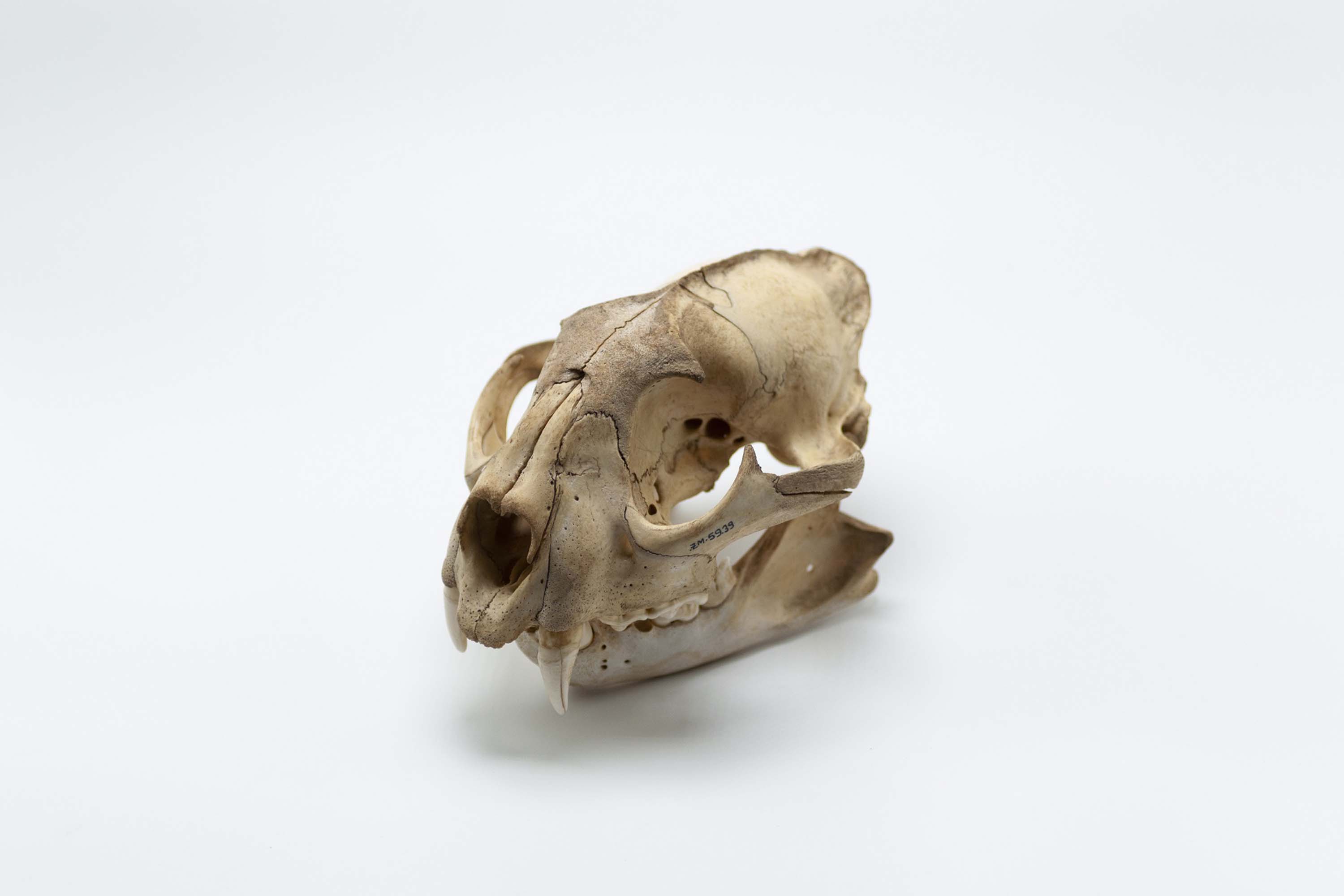 Crânio de onça. Crânio e maxilar inferior de onça. Coleção Vladimir Kozák. Acervo Museu Paranaense. Foto Ingrid Schmaedecke.