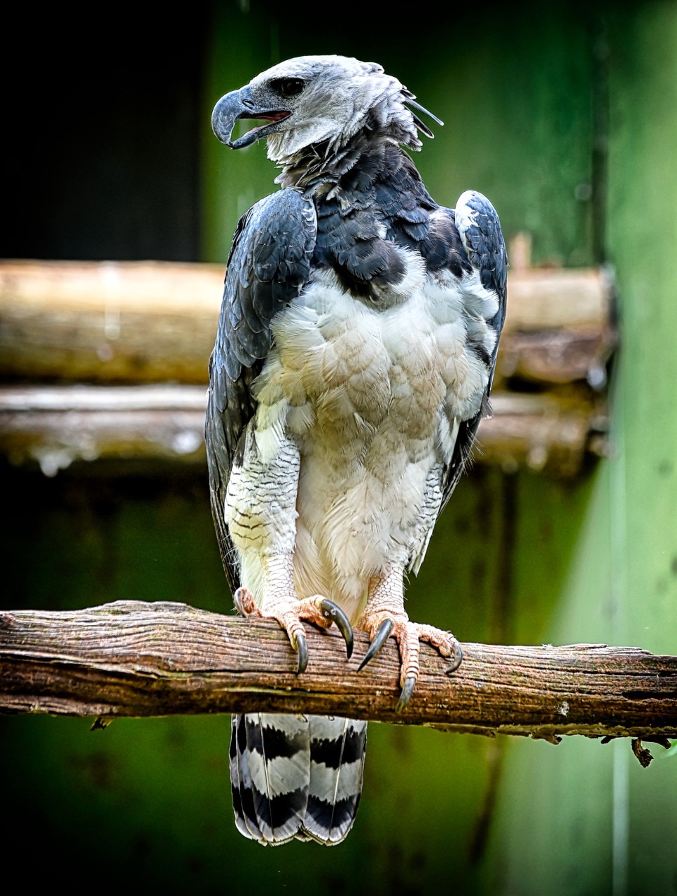 Expedição é criada para localizar harpia rara no Paraná. Foto: Denis Ferreira Netto/SEDEST