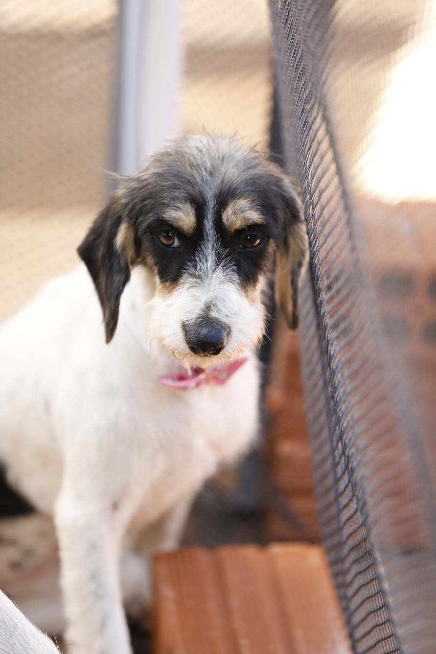 Com o objetivo de ajudar a área de proteção animal, também prejudicada pela pandemia da Covid-19, o Governo do Estado e entidades vão realizar em 23 de maio, a partir das 19 horas, o Leilão Pró-animal. Todo o recurso angariado será destinado à compra de ração para entidades de proteção animal. Os itens leiloados estarão disponíveis no site http://www.hkleiloes.com.br.Foto: ONG Bicho Bom - Terra Rica