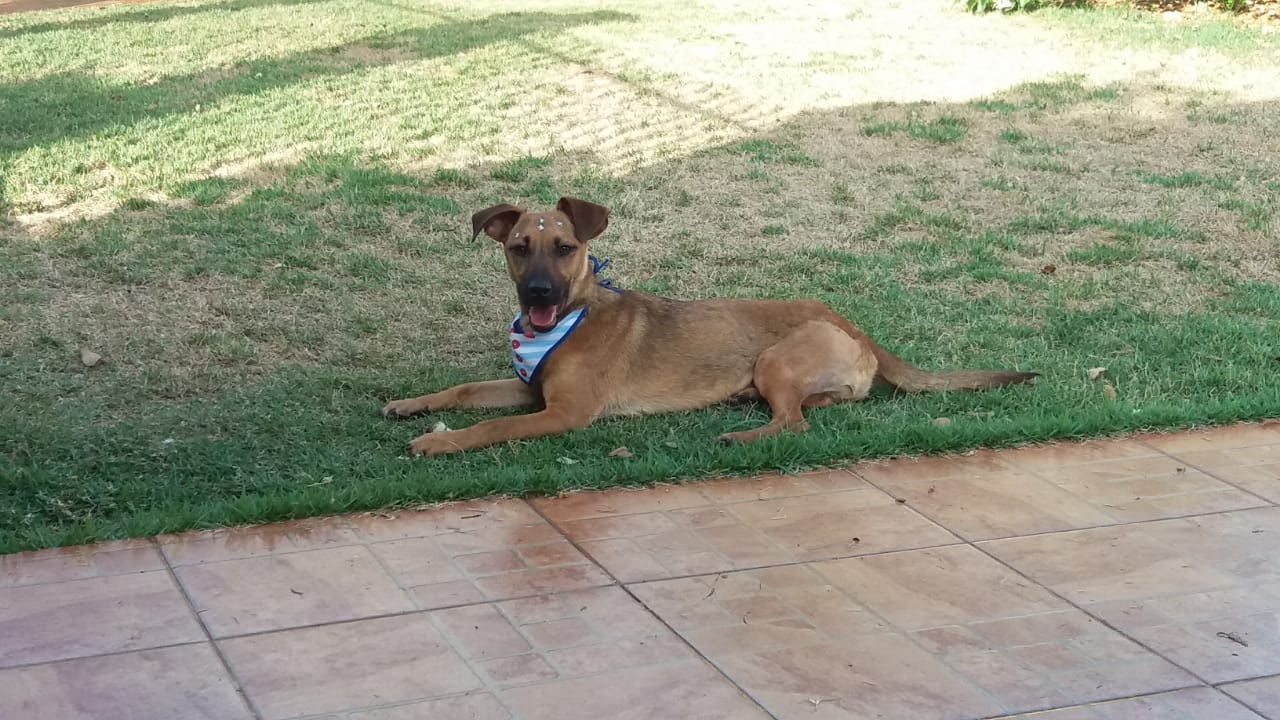 Com o objetivo de ajudar a área de proteção animal, também prejudicada pela pandemia da Covid-19, o Governo do Estado e entidades vão realizar em 23 de maio, a partir das 19 horas, o Leilão Pró-animal. Todo o recurso angariado será destinado à compra de ração para entidades de proteção animal. Os itens leiloados estarão disponíveis no site http://www.hkleiloes.com.br.Foto: ONG Corbélia Proteção Animal