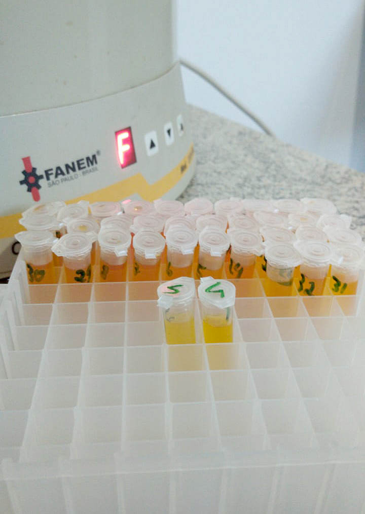 A Agência de Defesa Agropecuária do Paraná (Adapar) iniciou nesta segunda-feira (18) o inquérito soro-epidemiológico do rebanho bovino do Estado. Serão coletadas amostras do sangue de quase 10 mil animais em 330 propriedades rurais. Foto: Adapar
