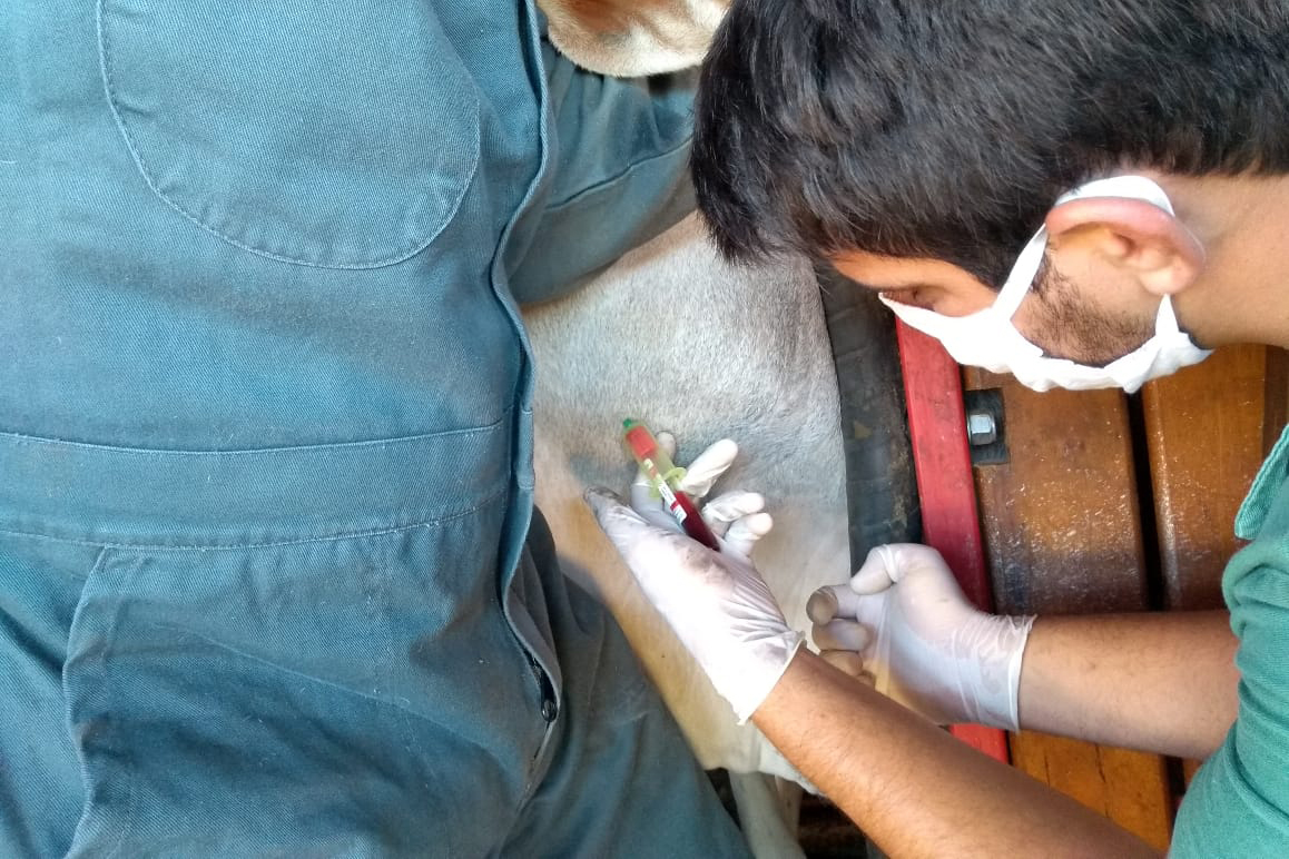 A Agência de Defesa Agropecuária do Paraná (Adapar) iniciou nesta segunda-feira (18) o inquérito soro-epidemiológico do rebanho bovino do Estado. Serão coletadas amostras do sangue de quase 10 mil animais em 330 propriedades rurais. Foto: Adapar