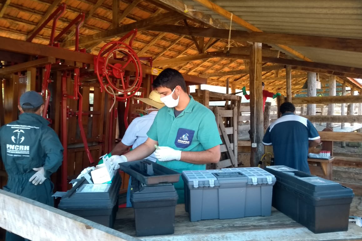 A Agência de Defesa Agropecuária do Paraná (Adapar) iniciou nesta segunda-feira (18) o inquérito soro-epidemiológico do rebanho bovino do Estado. Serão coletadas amostras do sangue de quase 10 mil animais em 330 propriedades rurais. Foto: Adapar