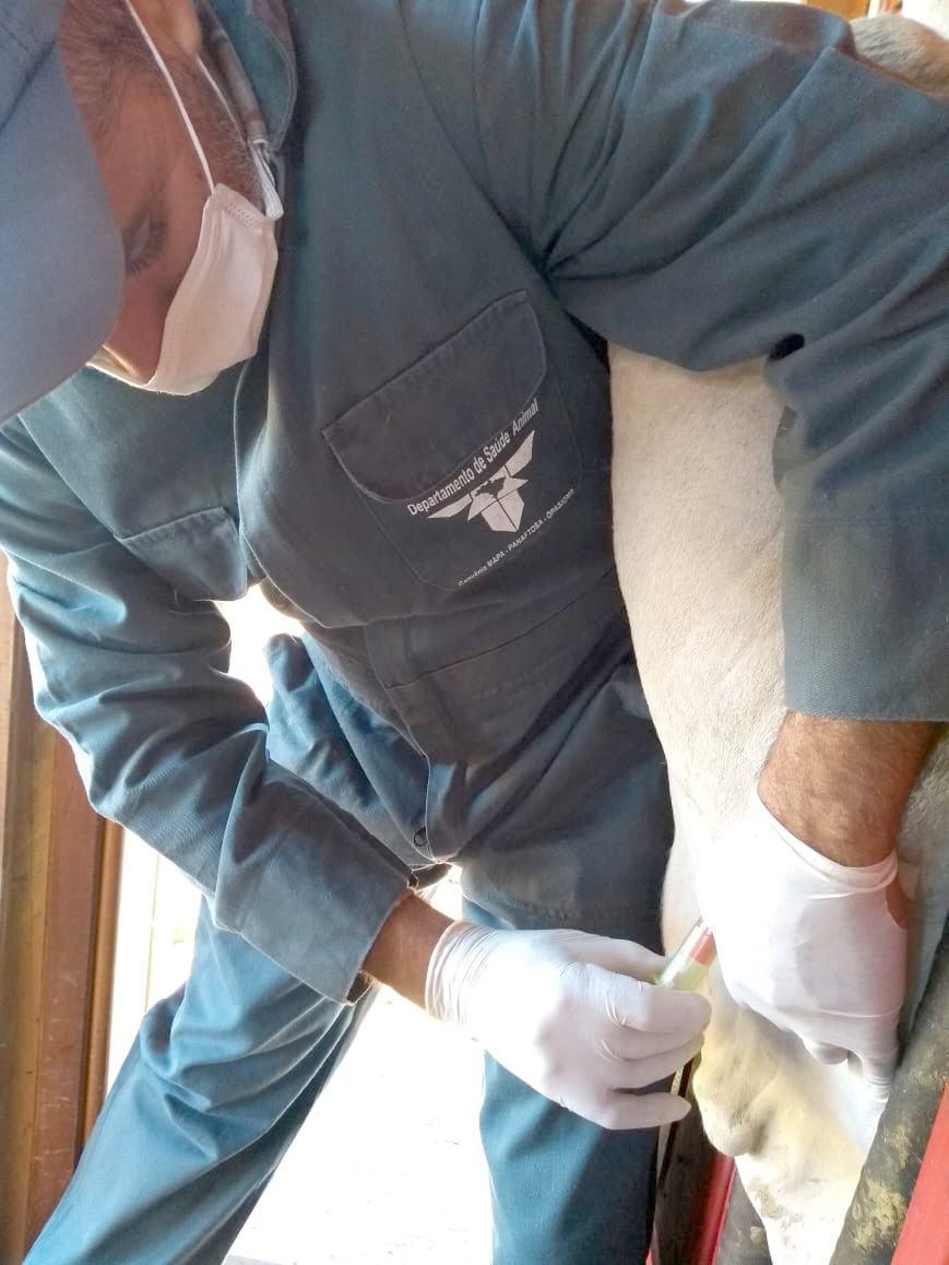 A Agência de Defesa Agropecuária do Paraná (Adapar) iniciou nesta segunda-feira (18) o inquérito soro-epidemiológico do rebanho bovino do Estado. Serão coletadas amostras do sangue de quase 10 mil animais em 330 propriedades rurais. Foto: Adapar