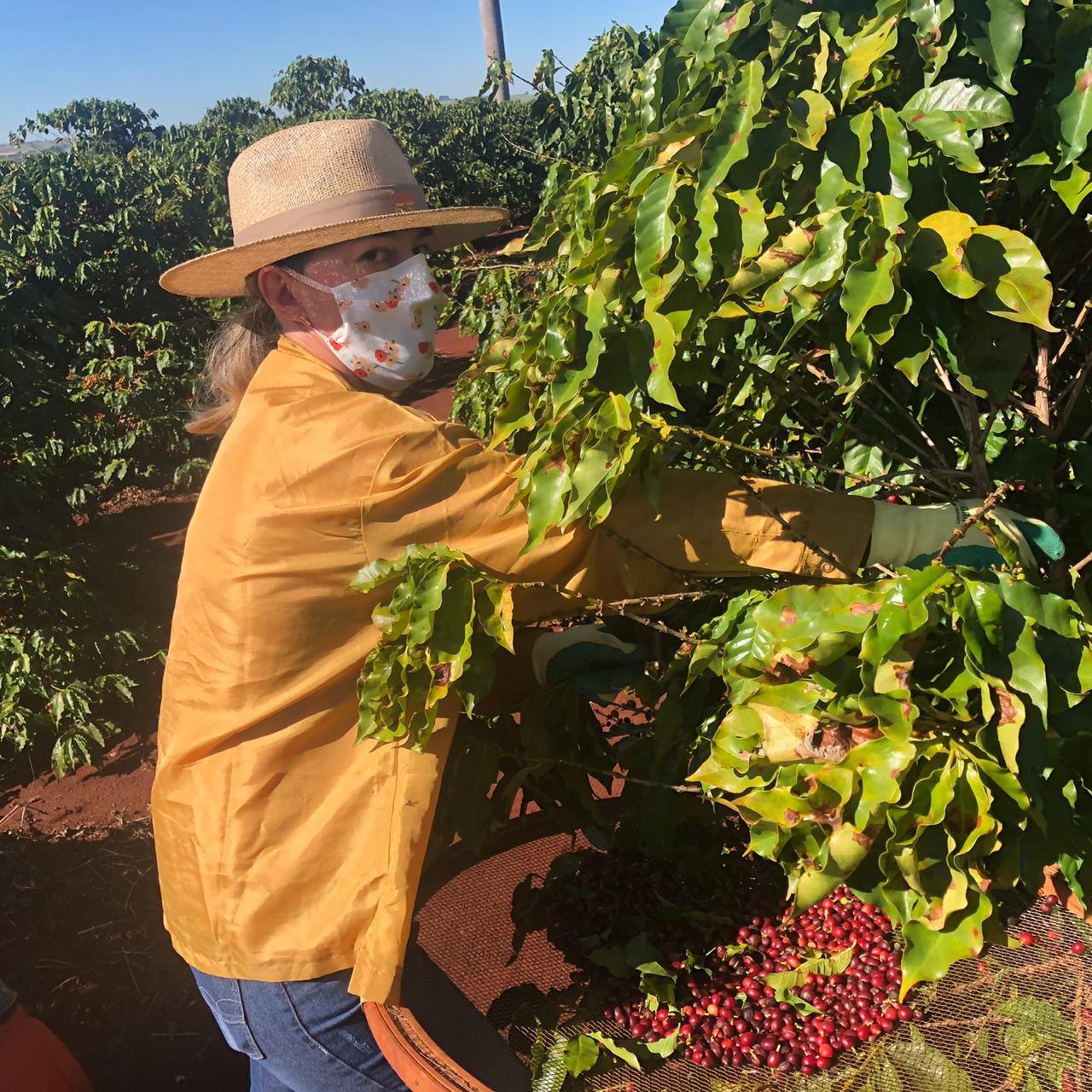 Mulheres do Oeste do Paraná se unem para produzir café especial. Foto:SEAB