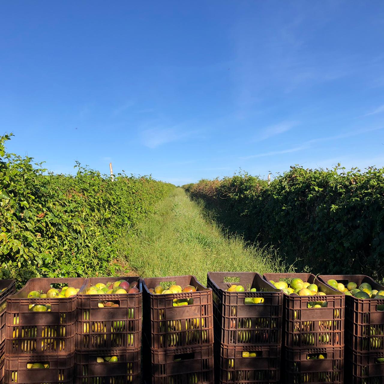 Fruticultura ganha força com apoio do Governo do Estado. Plantação de laranjas.Foto:SEAB