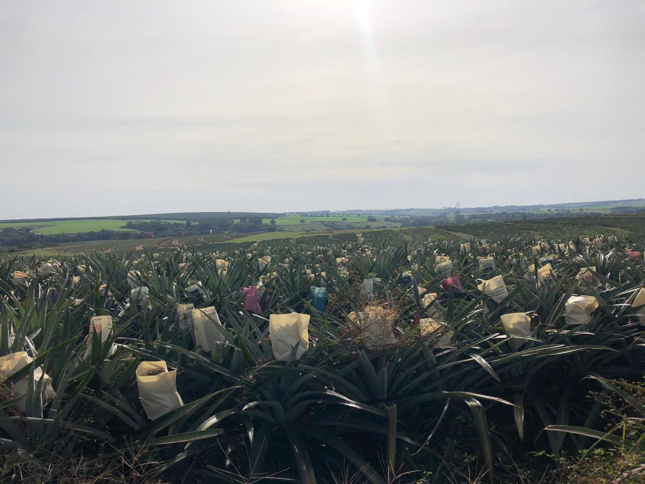 Fruticultura ganha força com apoio do Governo do Estado. Plantação de laranjas.Foto:SEAB