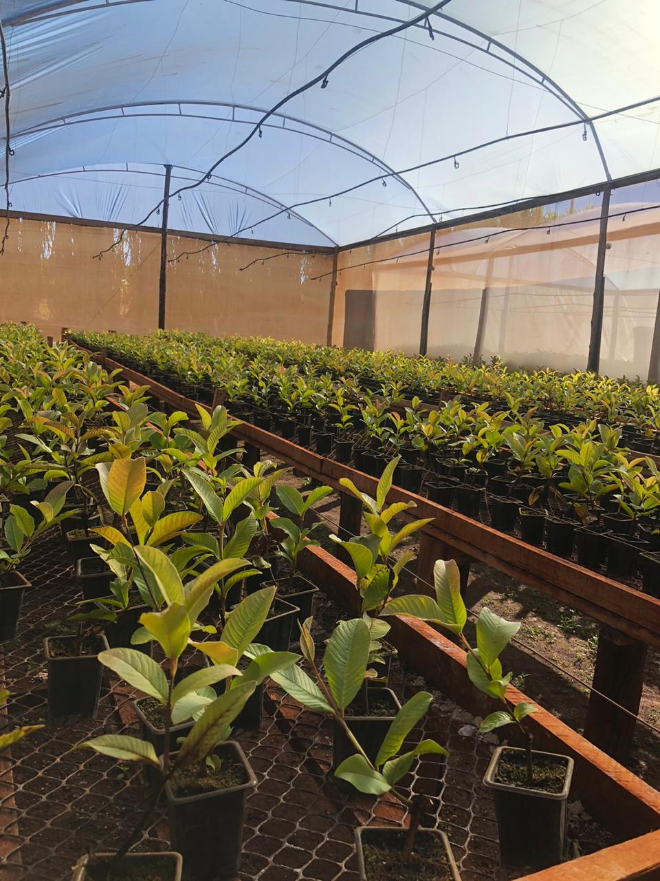 Fruticultura ganha força com apoio do Governo do Estado. Plantação de laranjas.Foto:SEAB