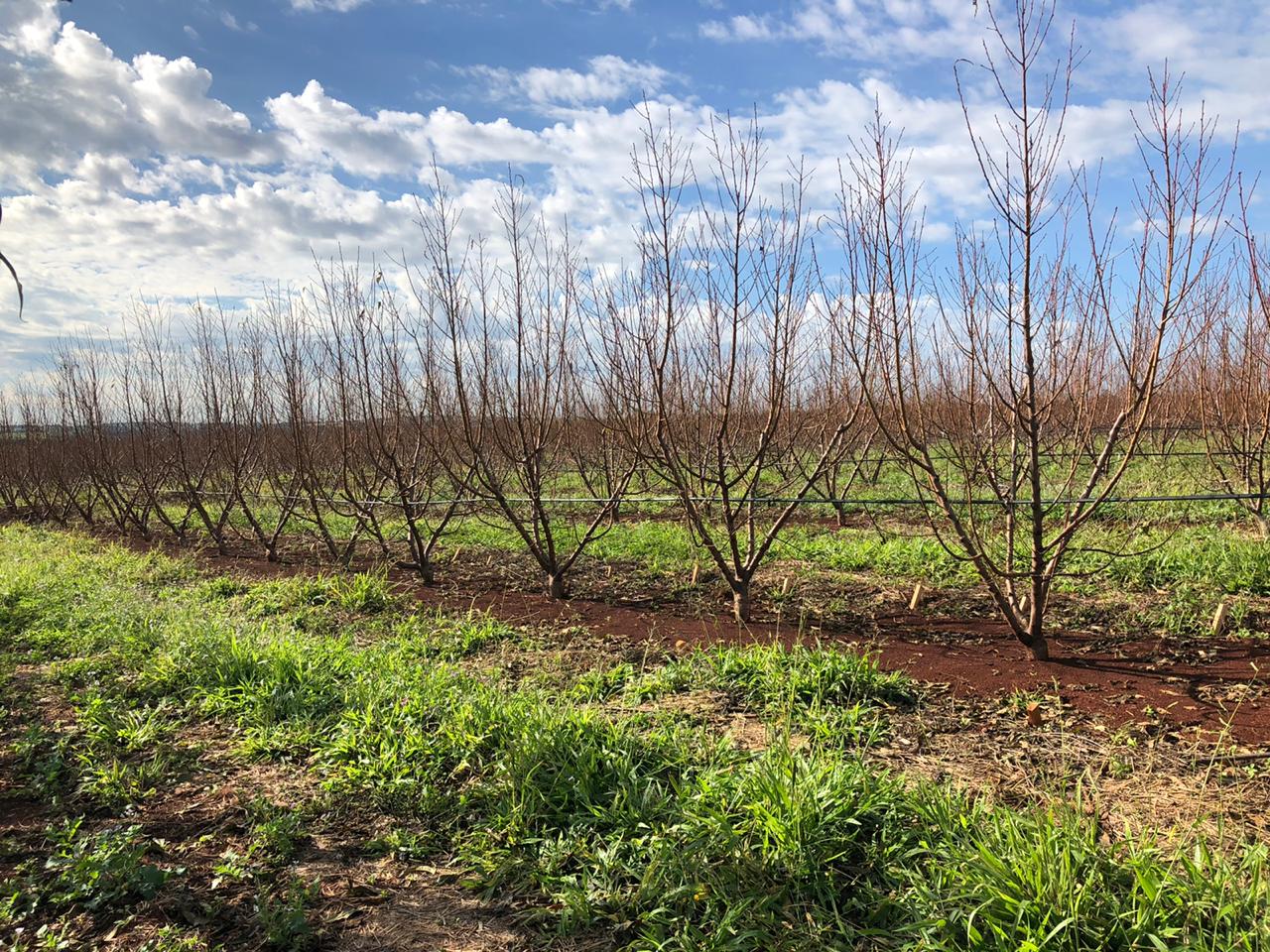 Fruticultura ganha força com apoio do Governo do Estado. Plantação de laranjas.Foto:SEAB