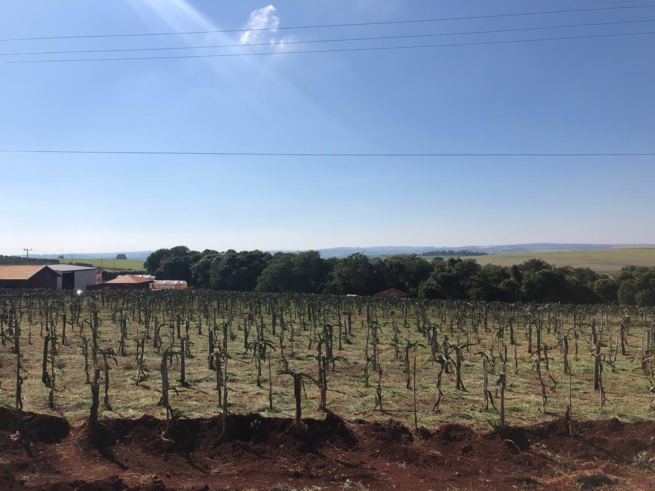 Fruticultura ganha força com apoio do Governo do Estado. Plantação de laranjas.Foto:SEAB