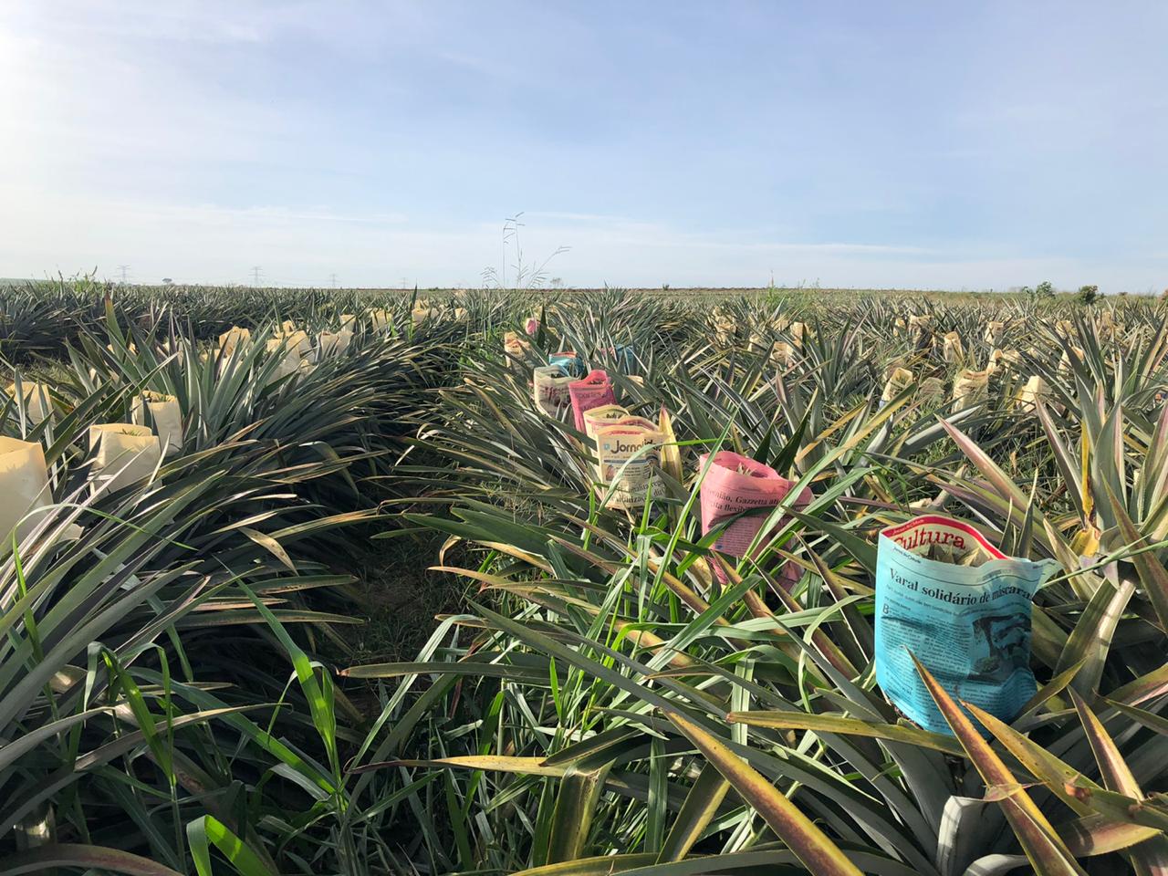 Fruticultura ganha força com apoio do Governo do Estado. Plantação de laranjas.Foto:SEAB