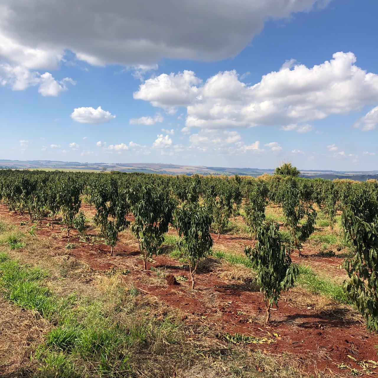 Fruticultura ganha força com apoio do Governo do Estado. Plantação de laranjas.Foto:SEAB
