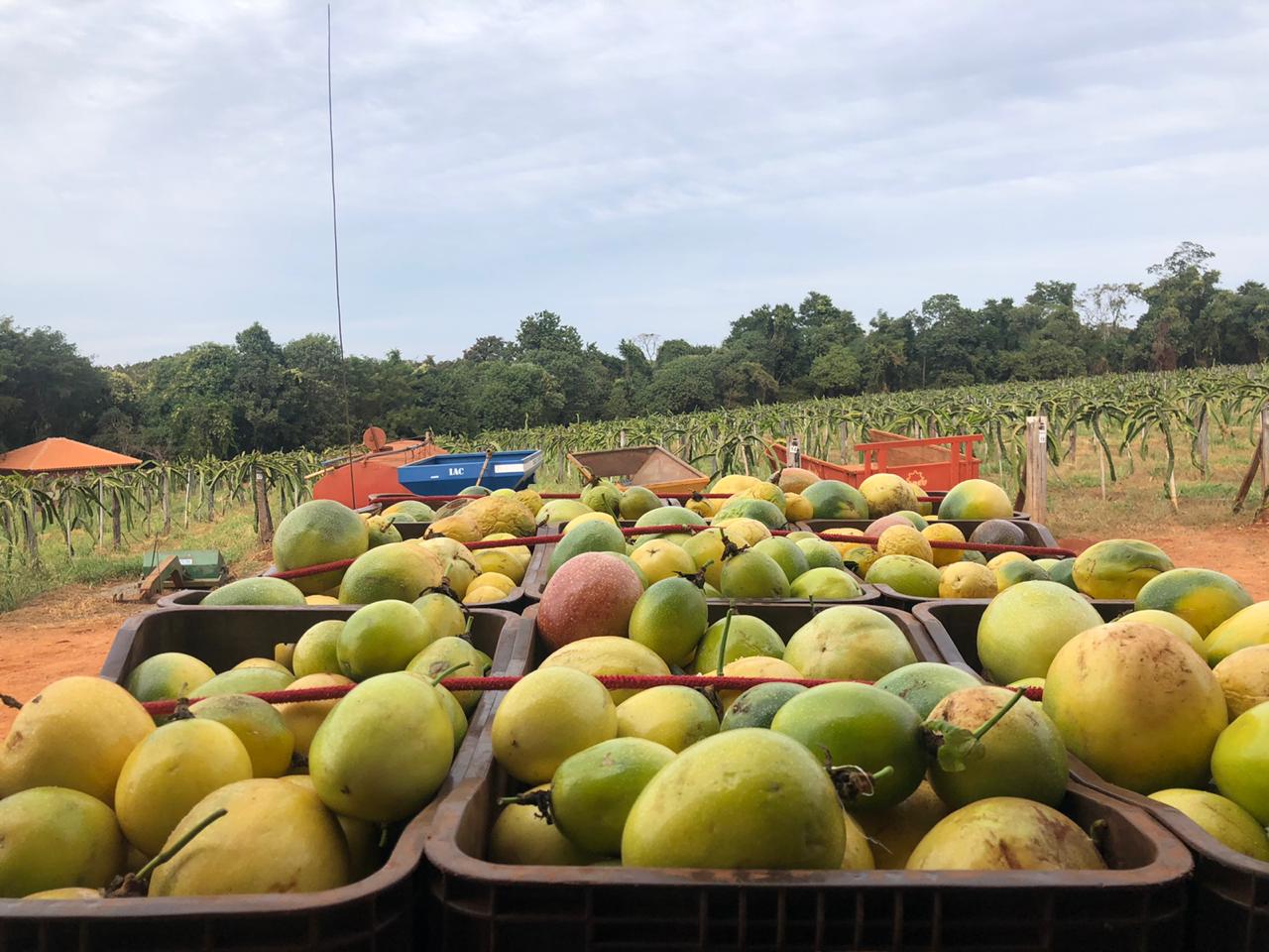 Fruticultura ganha força com apoio do Governo do Estado. Plantação de laranjas.Foto:SEAB