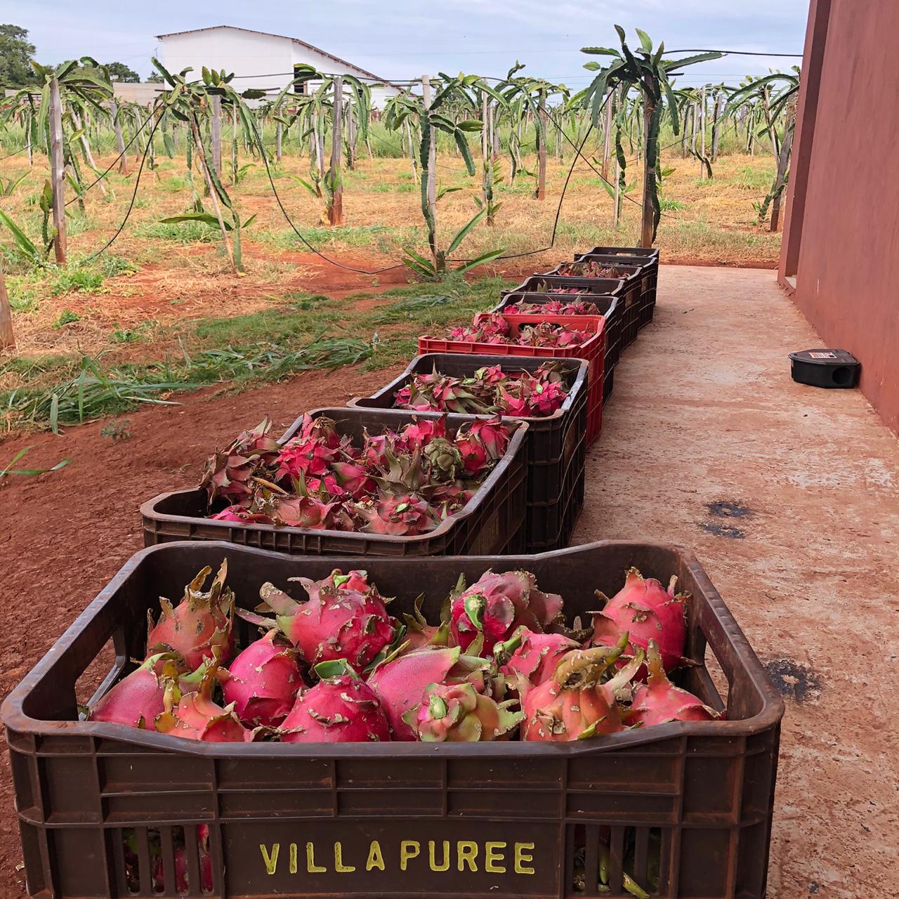Fruticultura ganha força com apoio do Governo do Estado. Plantação de laranjas.Foto:SEAB