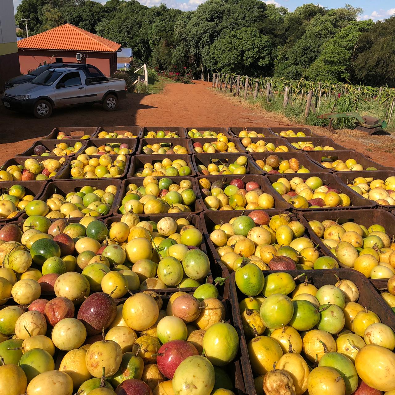 Fruticultura ganha força com apoio do Governo do Estado. Plantação de laranjas.Foto:SEAB