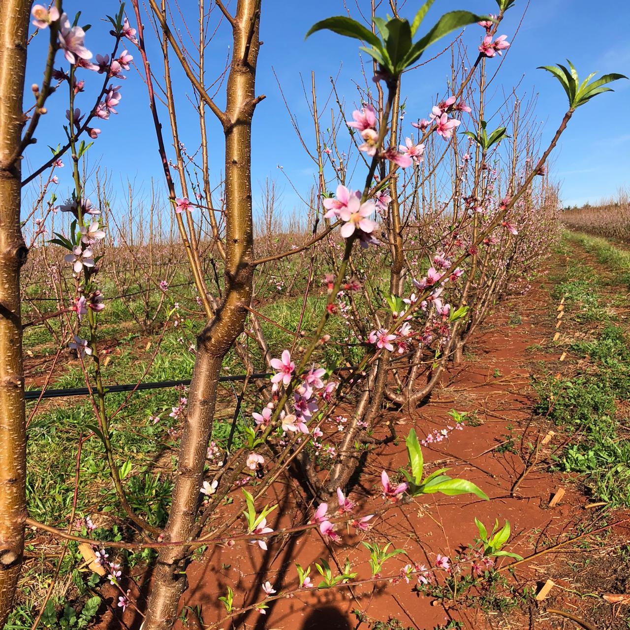 Fruticultura ganha força com apoio do Governo do Estado. Plantação de laranjas.Foto:SEAB