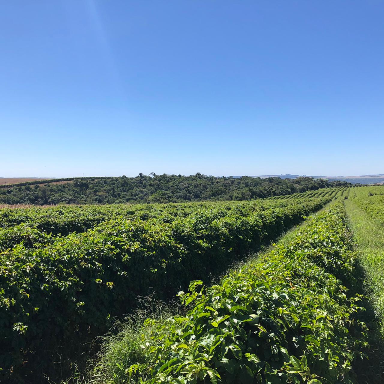 Fruticultura ganha força com apoio do Governo do Estado. Plantação de laranjas.Foto:SEAB