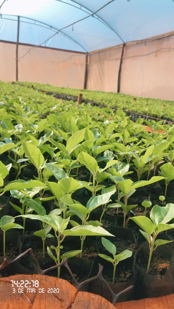 Fruticultura ganha força com apoio do Governo do Estado. Plantação de laranjas.Foto:SEAB