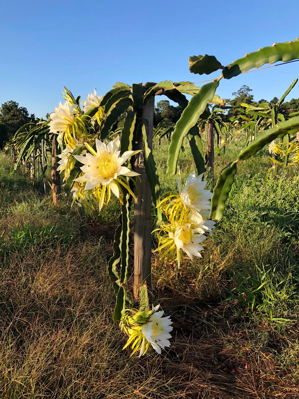 Fruticultura ganha força com apoio do Governo do Estado. Plantação de laranjas.Foto:SEAB