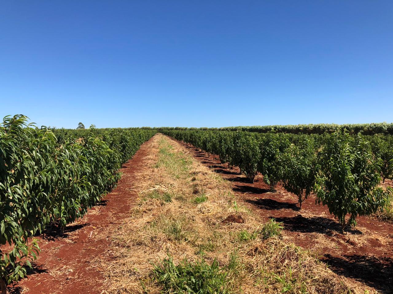 Fruticultura ganha força com apoio do Governo do Estado. Plantação de laranjas.Foto:SEAB