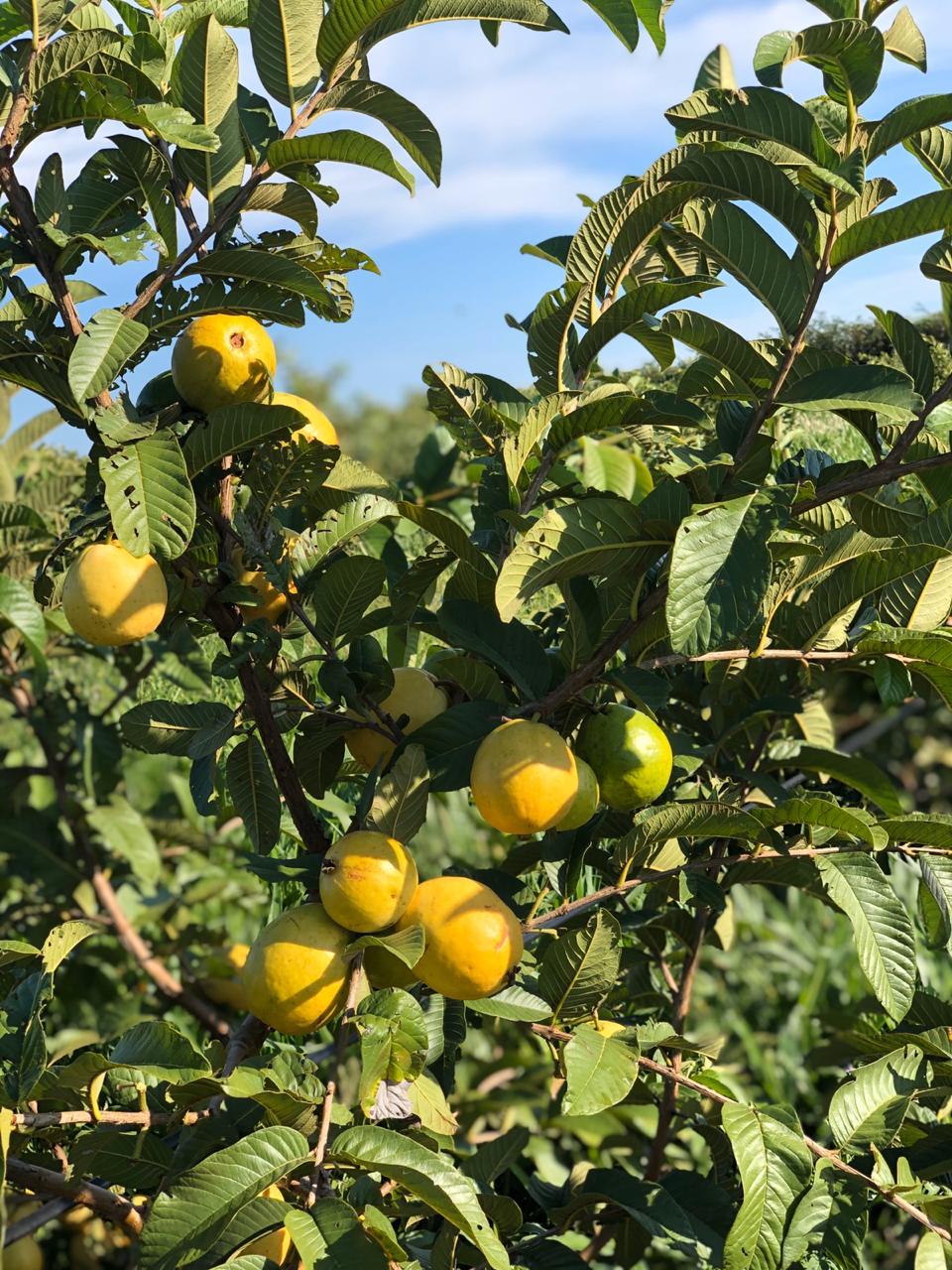 Fruticultura ganha força com apoio do Governo do Estado. Plantação de laranjas.Foto:SEAB