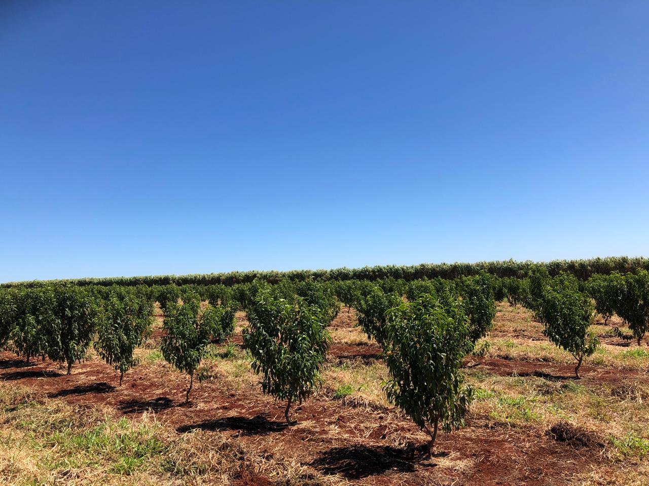 Fruticultura ganha força com apoio do Governo do Estado. Plantação de laranjas.Foto:SEAB
