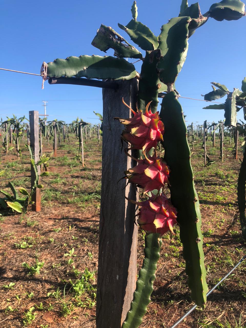 Fruticultura ganha força com apoio do Governo do Estado. Plantação de laranjas.Foto:SEAB