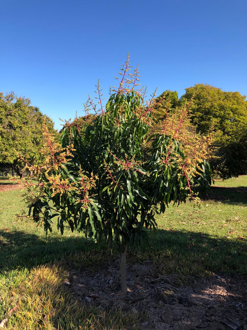 Fruticultura ganha força com apoio do Governo do Estado. Plantação de laranjas.Foto:SEAB