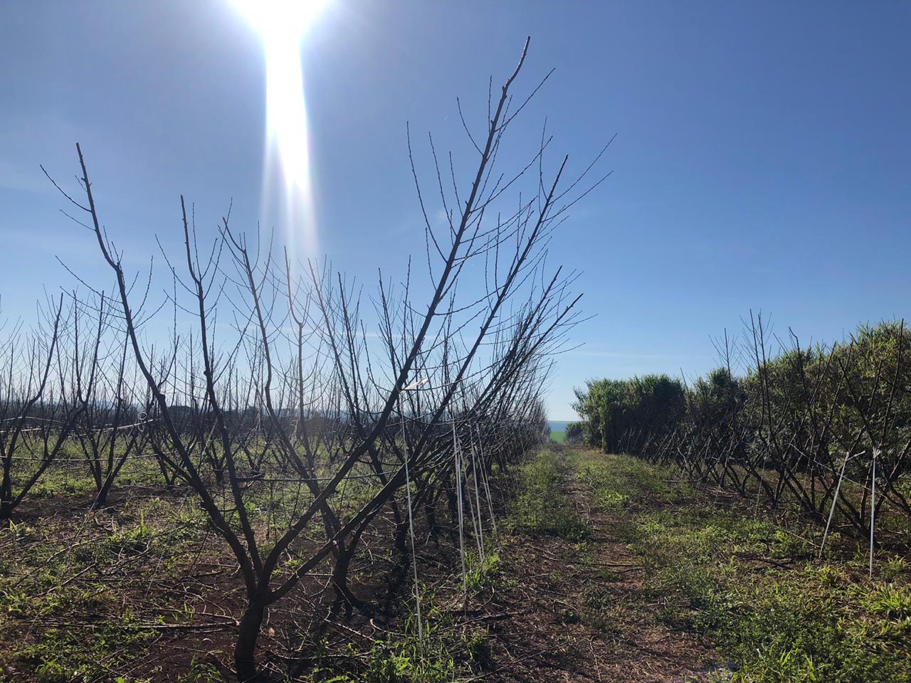 Fruticultura ganha força com apoio do Governo do Estado. Plantação de laranjas.Foto:SEAB