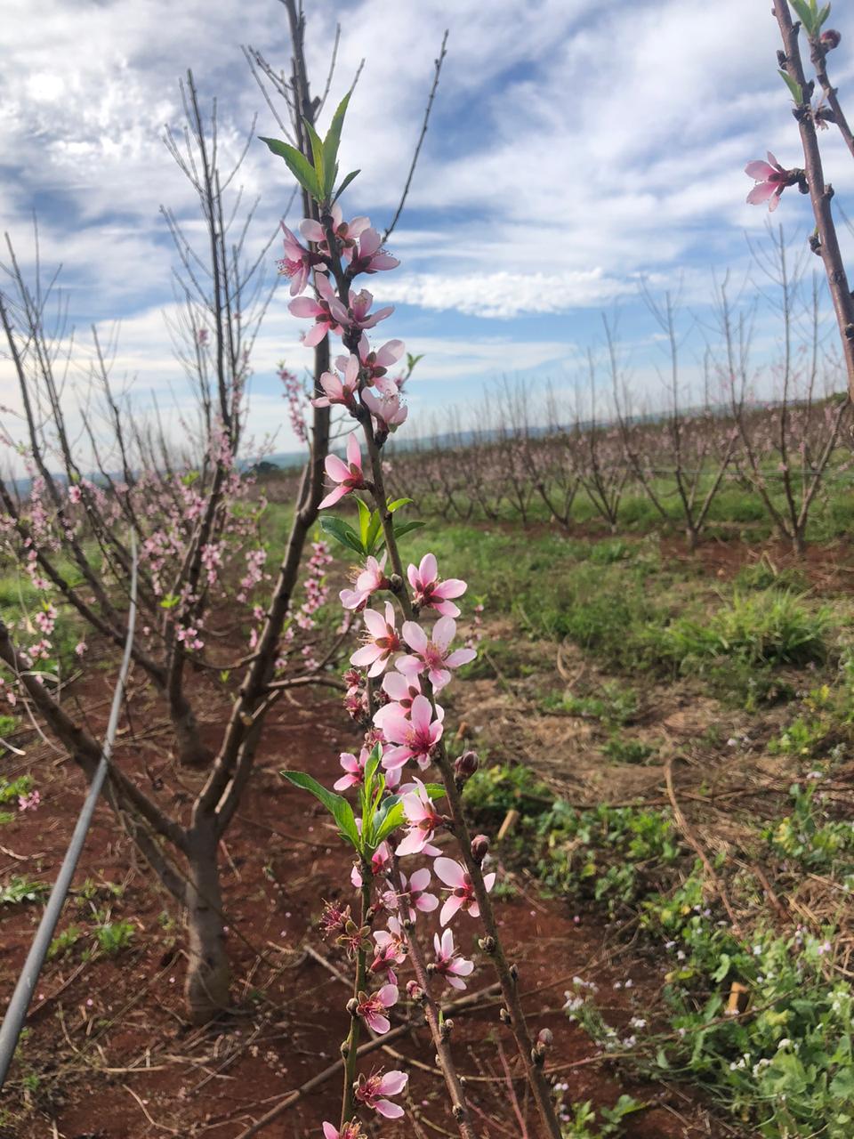 Fruticultura ganha força com apoio do Governo do Estado. Plantação de laranjas.Foto:SEAB