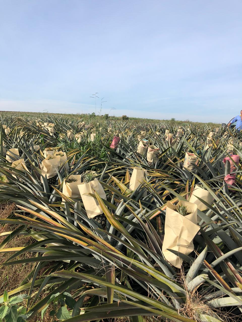 Fruticultura ganha força com apoio do Governo do Estado. Plantação de laranjas.Foto:SEAB