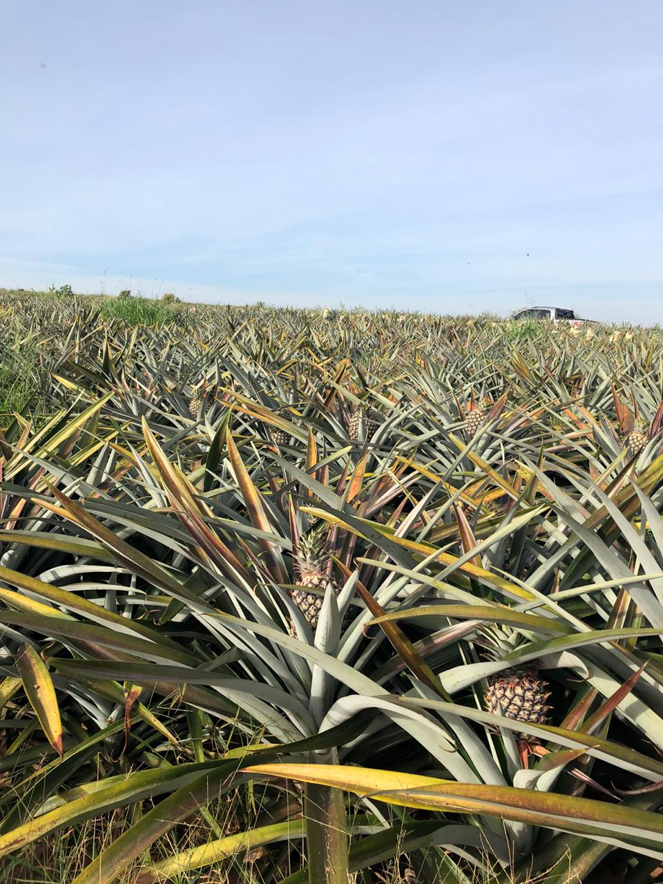 Fruticultura ganha força com apoio do Governo do Estado. Plantação de laranjas.Foto:SEAB