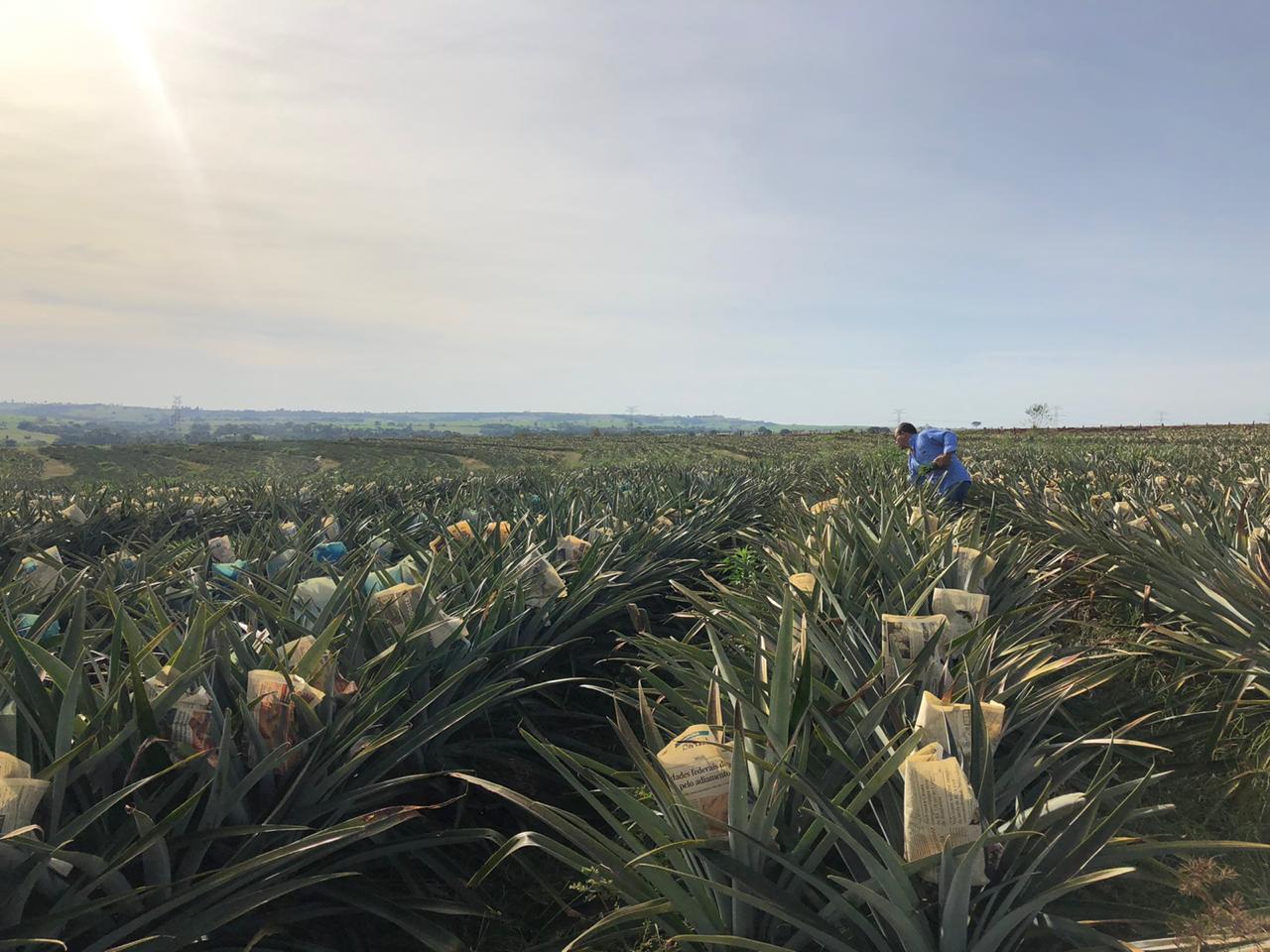 Fruticultura ganha força com apoio do Governo do Estado. Plantação de laranjas.Foto:SEAB