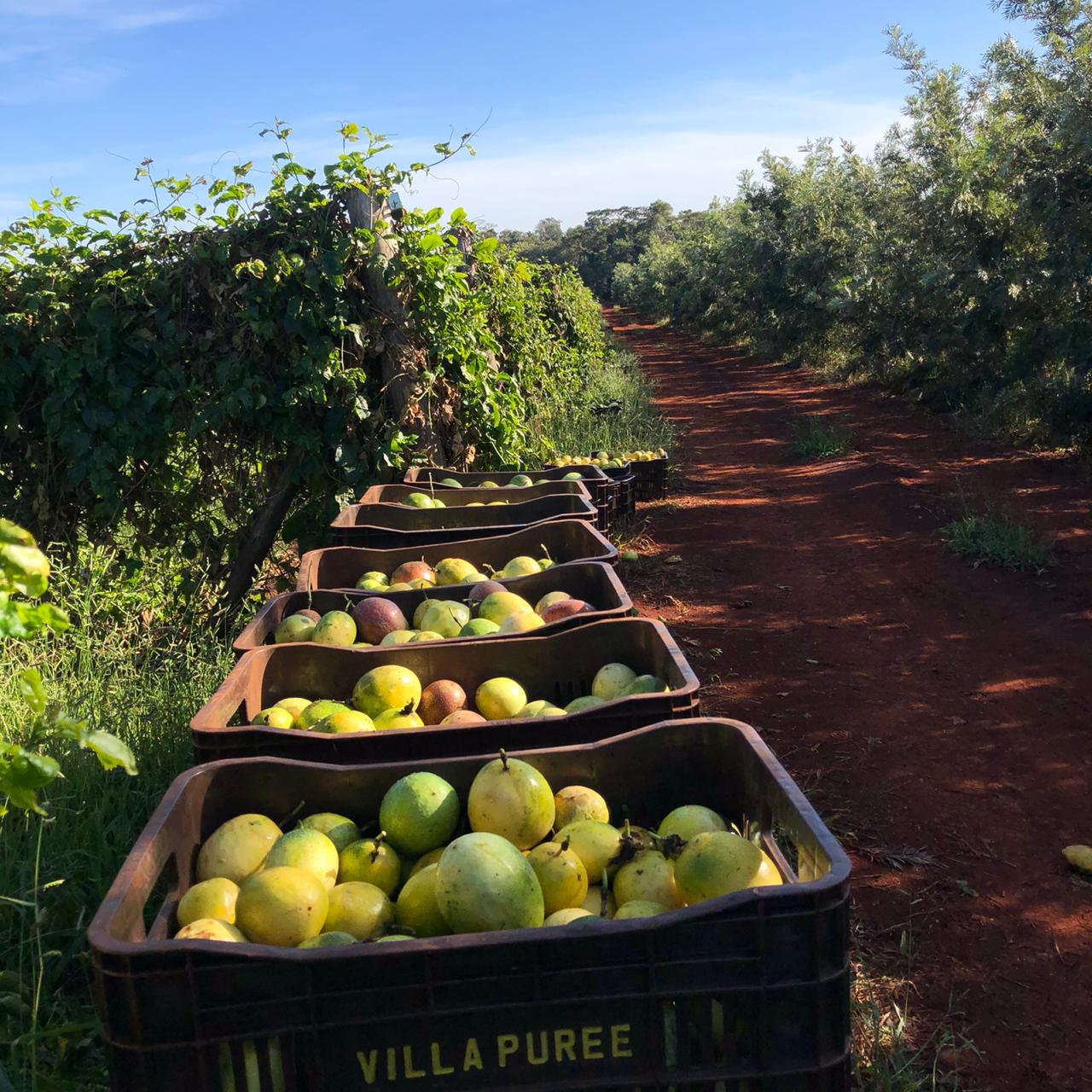 Fruticultura ganha força com apoio do Governo do Estado. Plantação de laranjas.Foto:SEAB