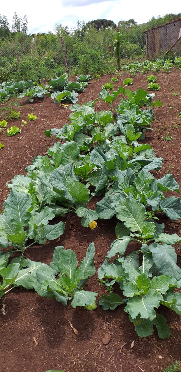 O projeto Renda Agricultor Familiar - ação do programa Nossa Gente criada em 2015, para ajudar as famílias que vivem no campo - já atendeu até o momento mais de 5